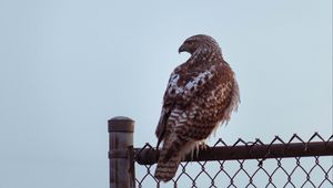 Превью обои канюк, птица, взгляд, забор