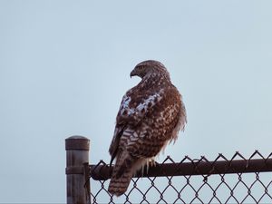 Превью обои канюк, птица, взгляд, забор