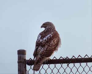 Превью обои канюк, птица, взгляд, забор