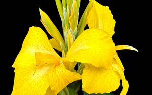 Превью обои канна, цветок, макро, яркий, лето