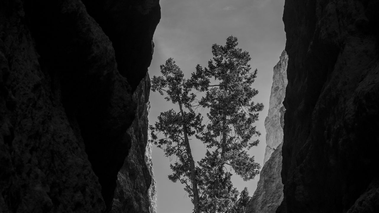Обои каньон, скалы, дерево, чб