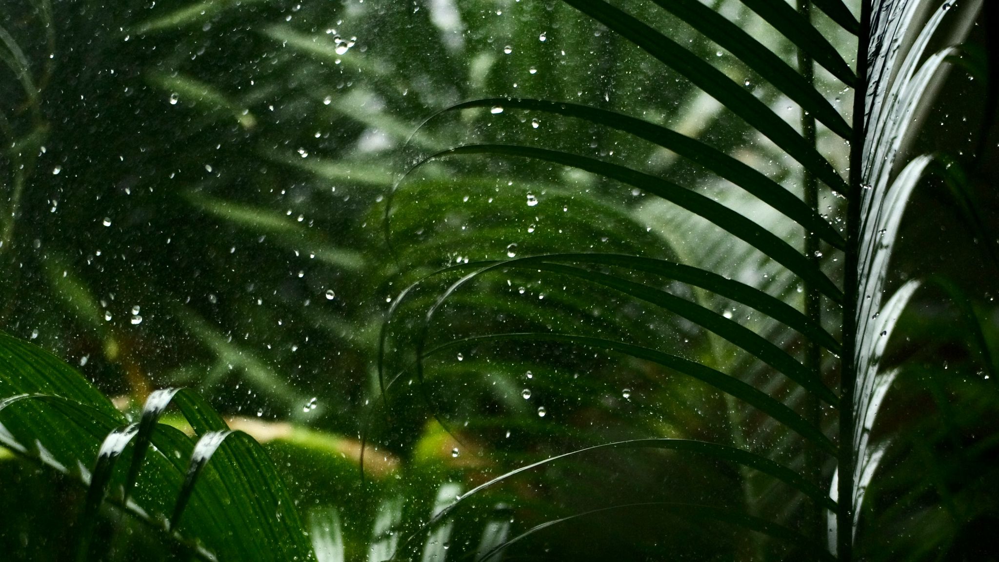 Тропические листья под дождем