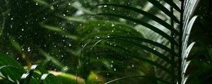 Превью обои капли, дождь, листья, макро, тропики