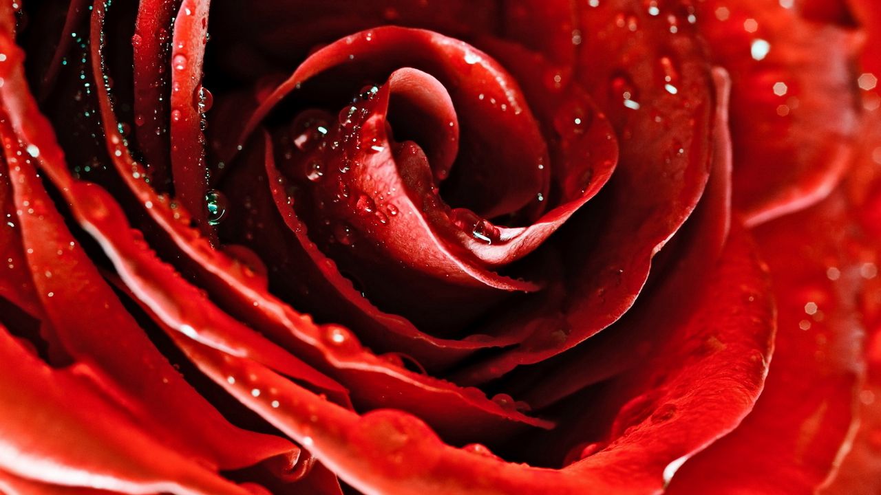 Обои капли, красная роза, цветок, лепестки, бутон
