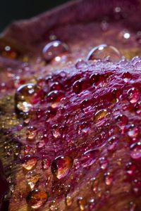 Превью обои капли, лепестки, поверхность