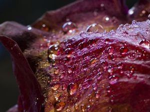 Превью обои капли, лепестки, поверхность