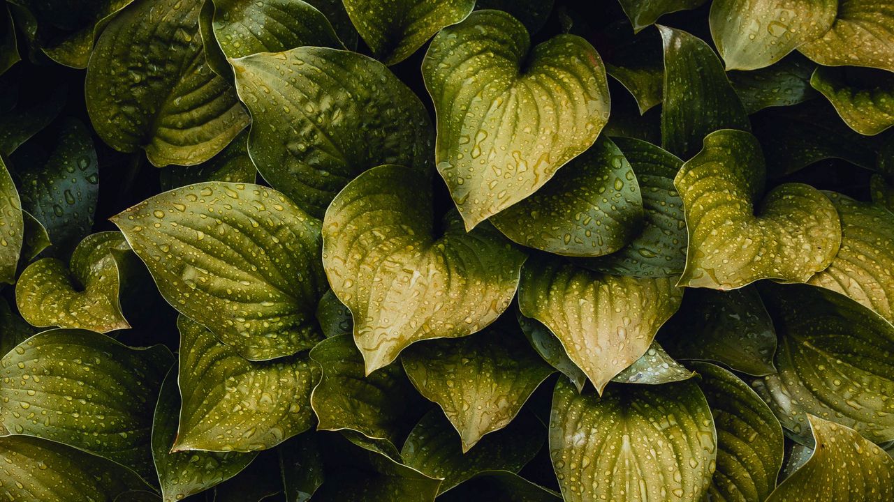 Обои капли, листья, растение