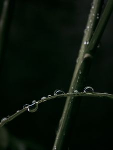 Превью обои капли, роса, трава, макро, листья