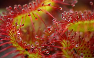 Превью обои капли, цветок, растение, красный, макро