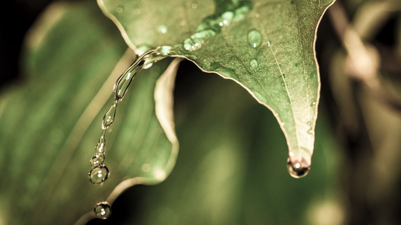 Обои капли, вода, дождь, лист, макро