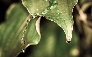 Превью обои капли, вода, дождь, лист, макро