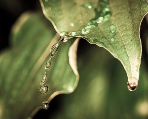 Превью обои капли, вода, дождь, лист, макро