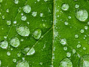 Превью обои капли, вода, дождь, лист, макро, зеленый