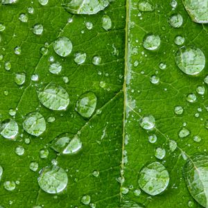 Превью обои капли, вода, дождь, лист, макро, зеленый