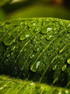 Превью обои капли, вода, макро, лист, мокрый