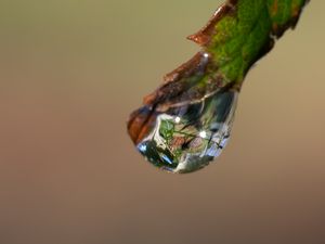 Превью обои капля, блики, макро, лист