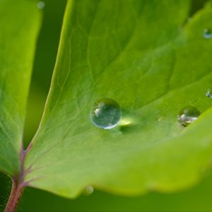 Превью обои капля, роса, вода, лист, макро, блики