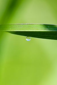 Превью обои капля, вода, дождь, листья, макро, зеленый