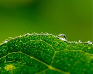 Превью обои капля, вода, лист, зеленый, макро, фон