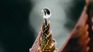 Превью обои капля, вода, лист, макро