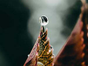 Превью обои капля, вода, лист, макро