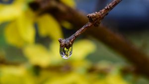 Превью обои капля, вода, ветка, макро, размытие