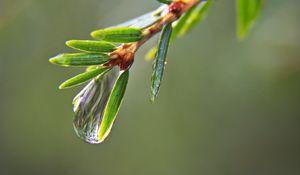 Превью обои капля, вода, ветка, хвоя, макро