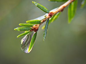 Превью обои капля, вода, ветка, хвоя, макро