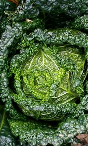 Превью обои капуста, зелень, листья, крупным планом