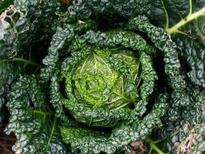 Превью обои капуста, зелень, листья, крупным планом