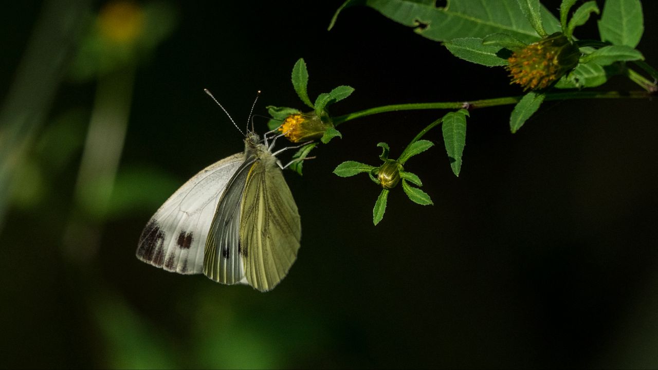 Капустянка бабочка (66 фото) - красивые фото и картинки вторсырье-м.рф