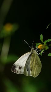 Превью обои капустница, бабочка, цветок, растение, макро