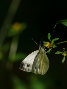 Превью обои капустница, бабочка, цветок, растение, макро