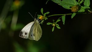 Превью обои капустница, бабочка, цветок, растение, макро