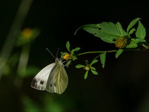 Превью обои капустница, бабочка, цветок, растение, макро