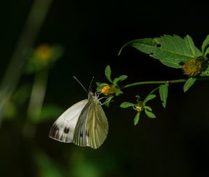 Превью обои капустница, бабочка, цветок, растение, макро