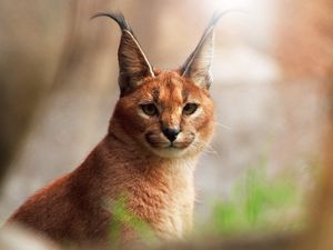 Превью обои каракал, блики, взгляд, дикая кошка, хищник