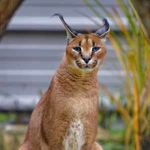 Превью обои каракал, большая кошка, животное, дикий, хищник