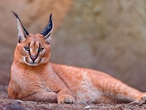 Превью обои каракал, степная рысь, большая кошка, лежать