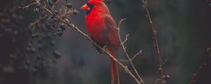 Превью обои кардинал, красный, птица, ветка