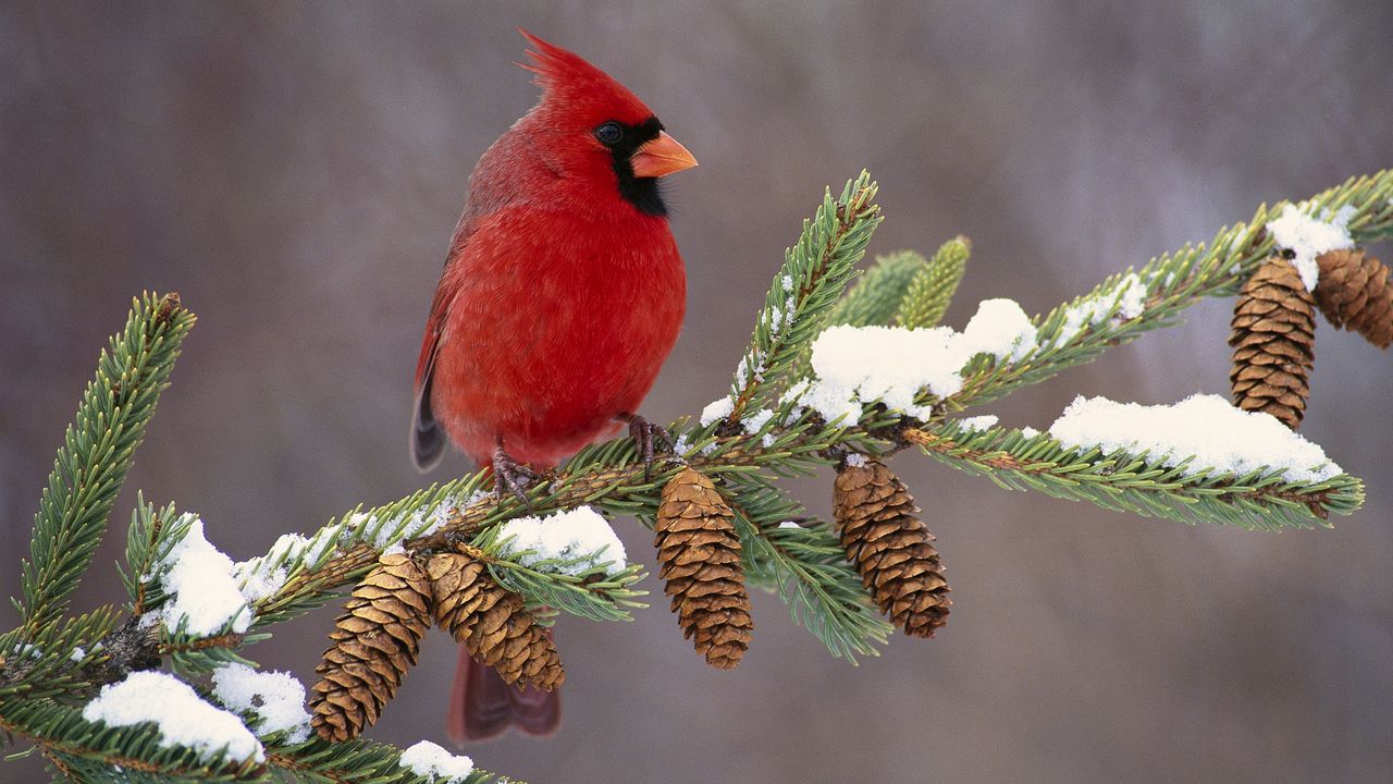 Обои кардинал, птица, окрас, ветка, снег