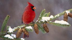 Превью обои кардинал, птица, окрас, ветка, снег