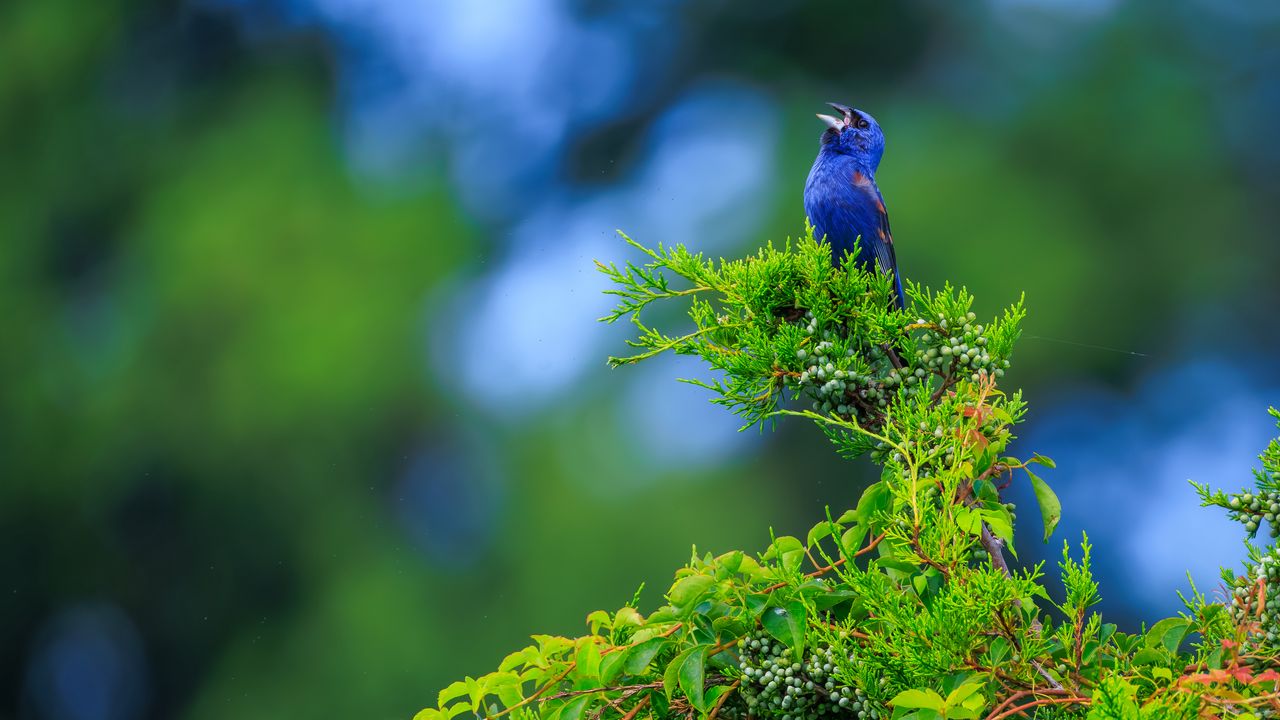 Обои кардинал, птица, синий, листья, ветки, блюр
