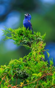 Превью обои кардинал, птица, синий, листья, ветки, блюр