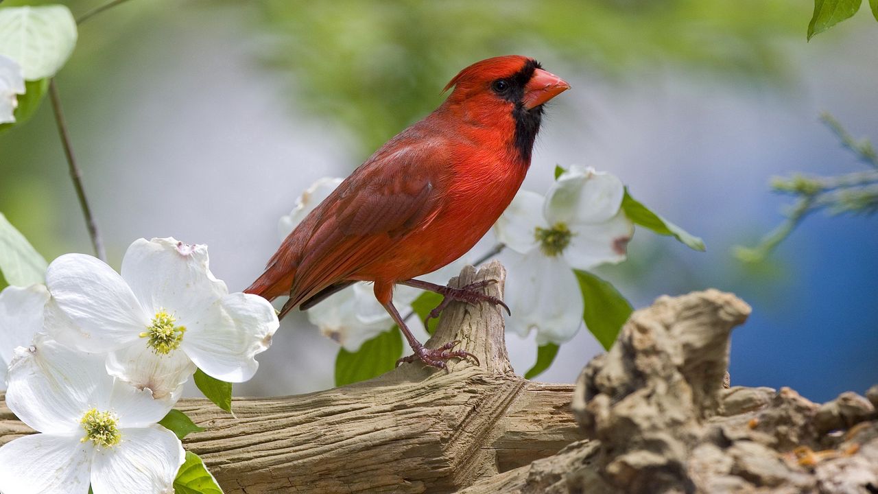 Обои кардинал, птица, ветка, цветы