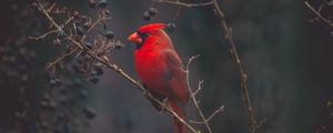 Превью обои кардинал, птица, ветки, окрас, красный