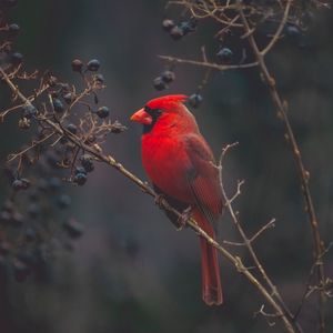 Превью обои кардинал, птица, ветки, окрас, красный