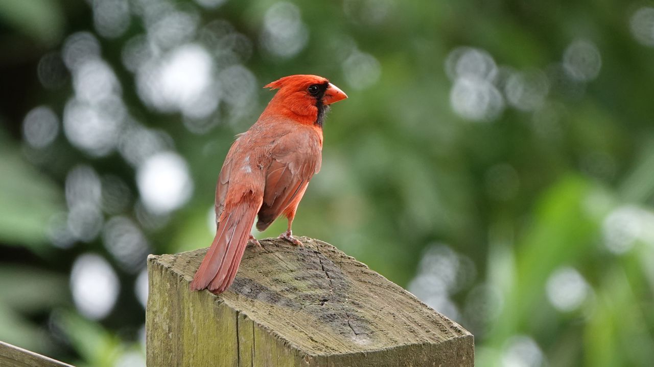 Обои кардинал, птица, забор, блюр