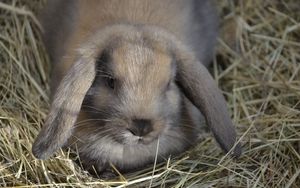 Превью обои карликовый заяц, кролик, лежать, уши, сено