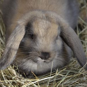 Превью обои карликовый заяц, кролик, лежать, уши, сено